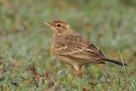 Świergotek rdzawy - Paddyfield Pipit