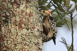 Dzięcioł żółtoczelny -Yellow-crowned Woodpecker 