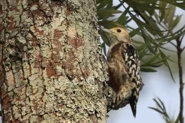 Dzięcioł żółtoczelny -Yellow-crowned Woodpecker 