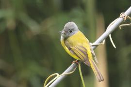 Komarówka szarogłowa - Grey-headed Canary-flycatche
