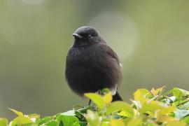 Kląskawka czarna - Pied Bush Chat