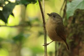 Sikornik duży - Brown-cheeked Fulvetta 