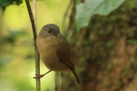 Sikornik duży - Brown-cheeked Fulvetta 