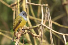 Komarówka szarogłowa - Grey-headed Canary-flycatche