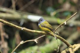 Komarówka szarogłowa - Grey-headed Canary-flycatche