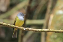 Komarówka szarogłowa - Grey-headed Canary-flycatche