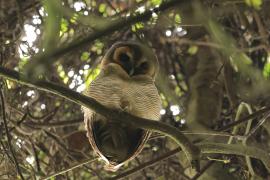 Puszczyk brunatny - Brown Wood Owl