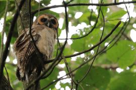 Puszczyk brunatny - Brown Wood Owl