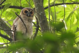 Puszczyk brunatny - Brown Wood Owl