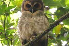 Puszczyk brunatny - Brown Wood Owl
