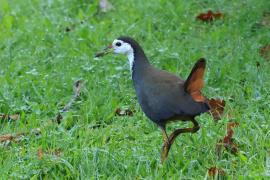 Bagiewnik białopierśny - White-breasted Waterhen