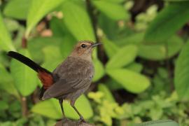 Opocznik - Indian Robin