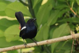 Opocznik - Indian Robin