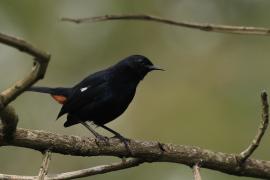 Opocznik - Indian Robin