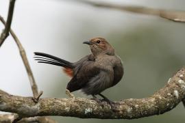 Opocznik - Indian Robin