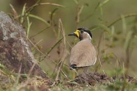 Czajka brunatna - Yellow-wattled Lapwing