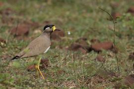 Czajka brunatna - Yellow-wattled Lapwing