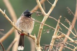 Bilbil czerwonoplamy - Red-vented Bulbul