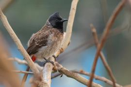 Bilbil czerwonoplamy - Red-vented Bulbul