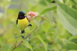 Nektarnik żółtobrzuchy - Purple-rumped Sunbird