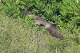 Kania czarna - Black Kite