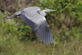 Czapla siwa -Grey Heron