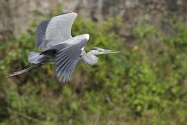 Czapla siwa -Grey Heron