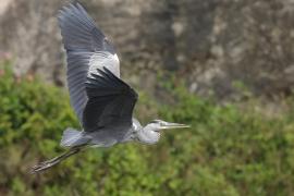 Czapla siwa -Grey Heron