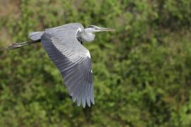Czapla siwa -Grey Heron