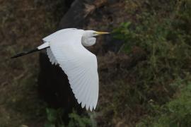 Czapla biała - Western Great Egret