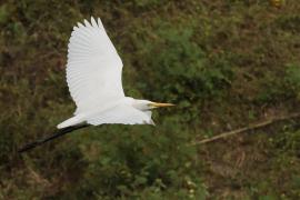Czapla biała - Western Great Egret