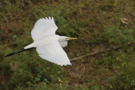 Czapla biała - Western Great Egret