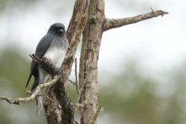 Dziwogon białobrzuchy - White-bellied Drongo