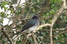 Dziwogon białobrzuchy - White-bellied Drongo