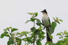 Kukułka czarno-biała - Jacobin Cuckoo