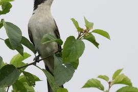Kukułka czarno-biała - Jacobin Cuckoo