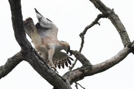 Wojownik indyjski - Changeable Hawk Eagle