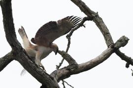 Wojownik indyjski - Changeable Hawk Eagle