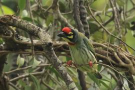 Pstrogłów żółtogardły - Coppersmith Barbet