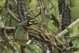 Pstrogłów żółtogardły - Coppersmith Barbet