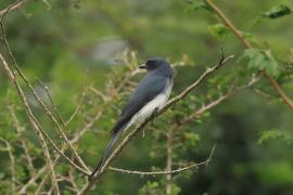 Dziwogon białobrzuchy - White-bellied Drongo