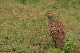 Frankolin indyjski - Grey Francolin