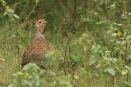 Frankolin indyjski - Grey Francolin