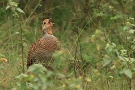 Frankolin indyjski - Grey Francolin