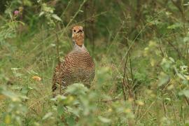 Frankolin indyjski - Grey Francolin