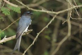 Dziwogon białobrzuchy - White-bellied Drongo