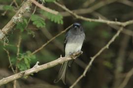 Dziwogon białobrzuchy - White-bellied Drongo