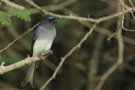 Dziwogon białobrzuchy - White-bellied Drongo