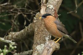 Szpak bramiński - Brahminy Starling