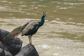 Paw indyjski - Indian Peafowl
